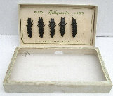 canepole004002.jpg